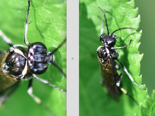 Réf. 254 010 : Macrophya alboannulata